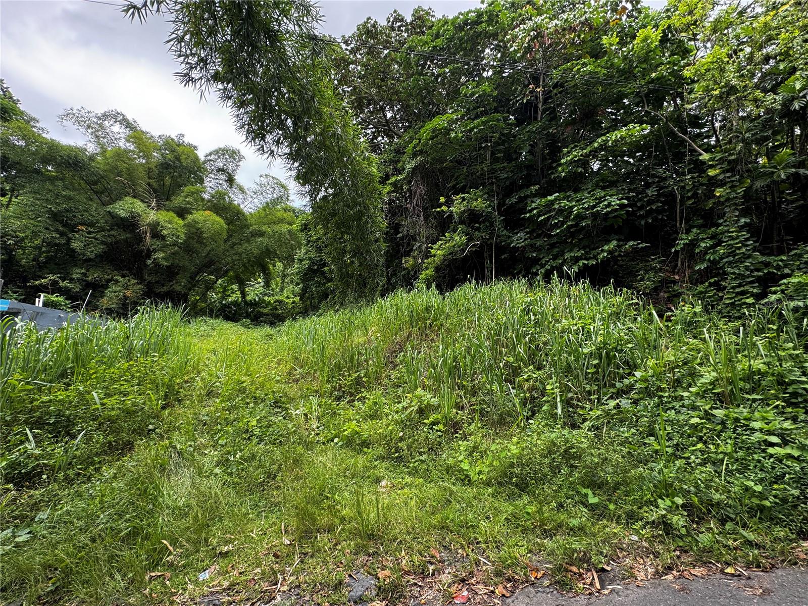 Bo Masa De Gurabo Carr 181 Km 13 Hm 2 #lote 4 Property Photo 17