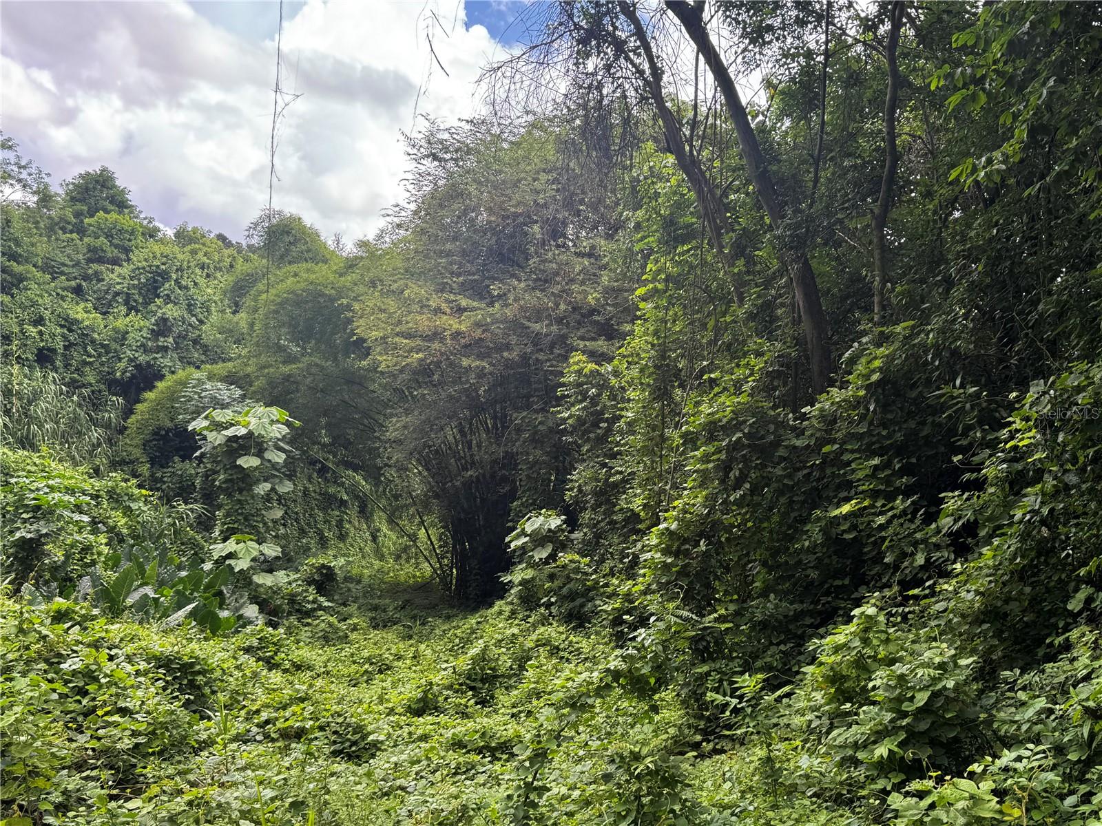 Bo Masa De Gurabo Carr 181 Km 13 Hm 2 #lote 4 Property Photo 19