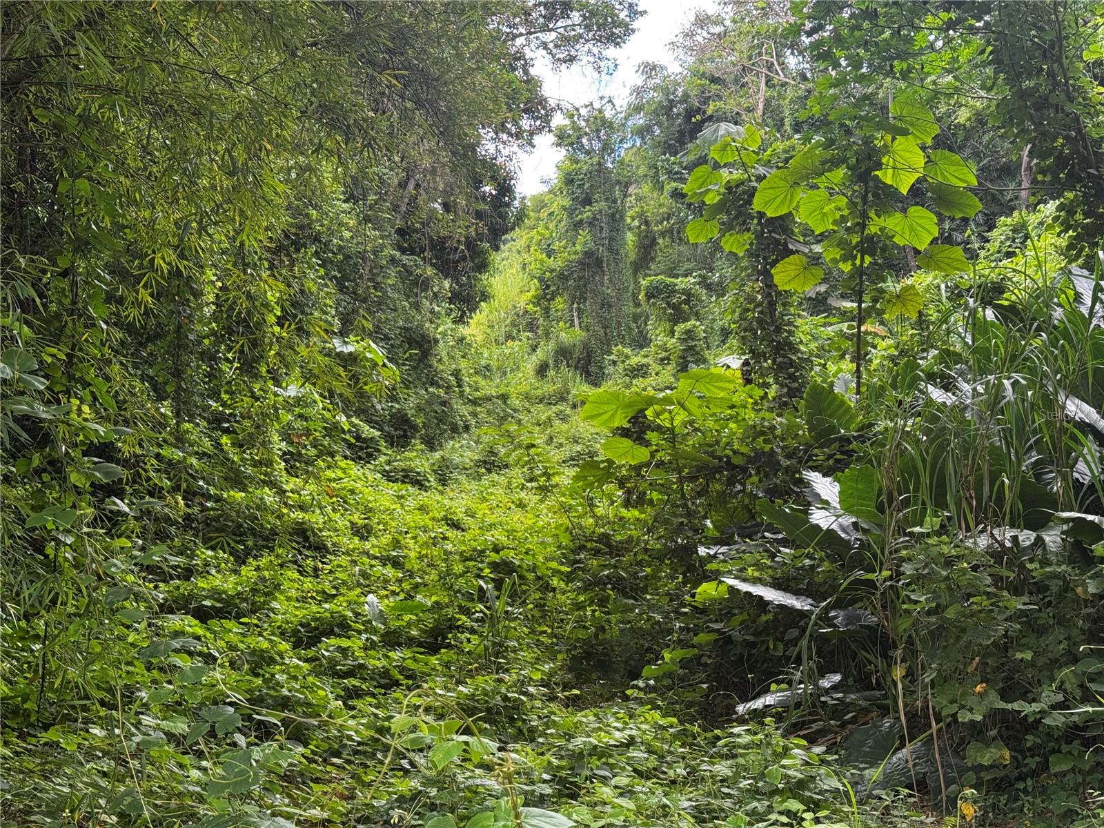 Carr 181 Bo Masas Km 13 Hm2 #lote 4 Property Photo 5