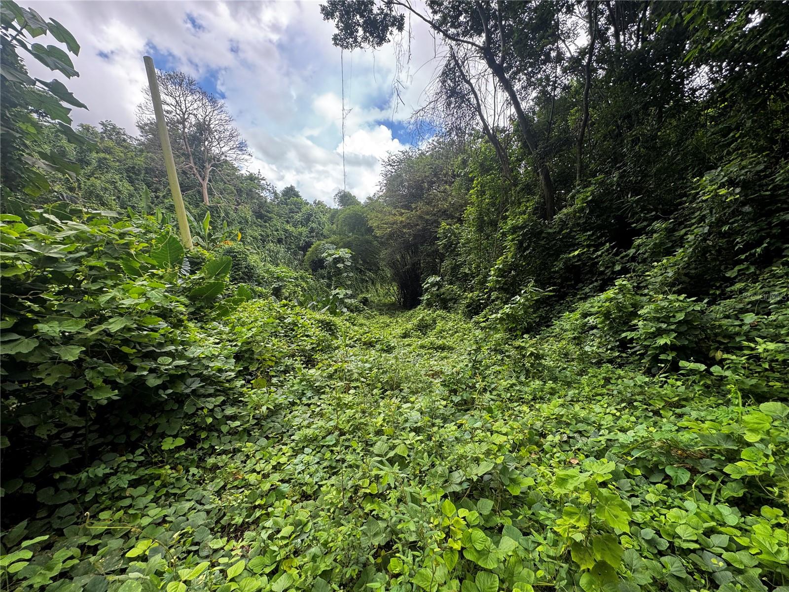 Carr 181 Bo Masas Km 13 Hm2 #lote 4 Property Photo 14