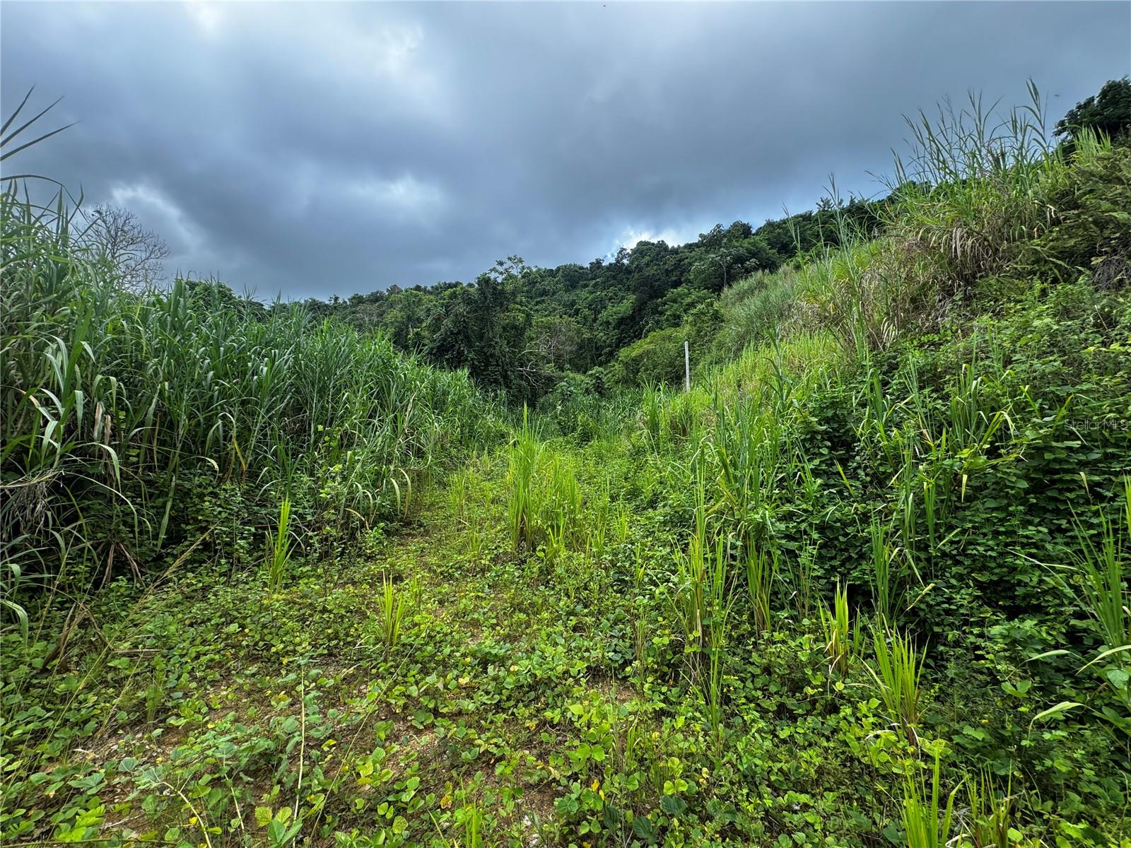 Carr 181 Bo Masa Km 13 Hm 2 #lote 5 Property Photo 5