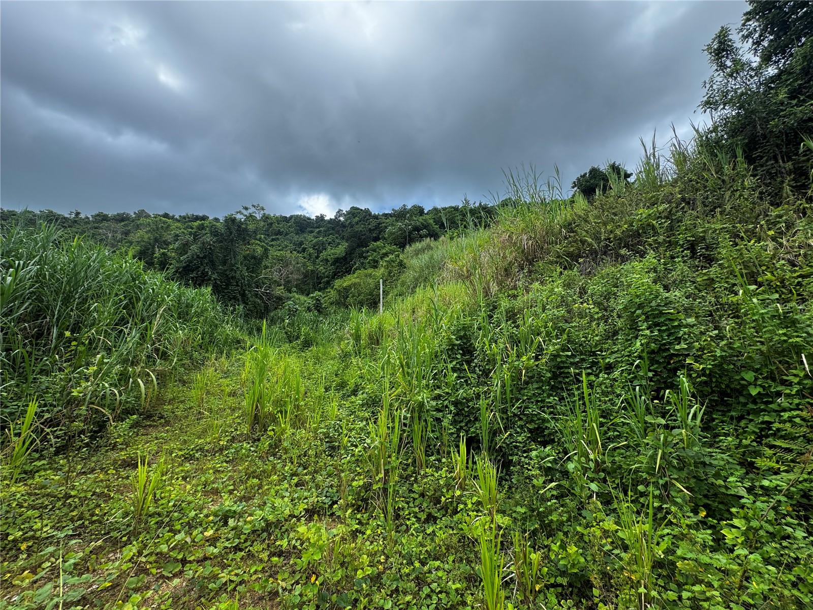 Carr 181 Bo Masa Km 13 Hm 2 #lote 5 Property Photo 7