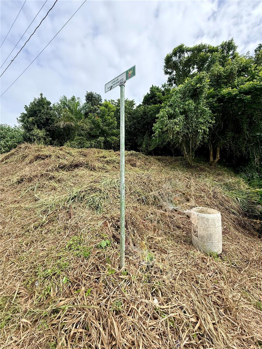 Calle Pineros Property Photo 5