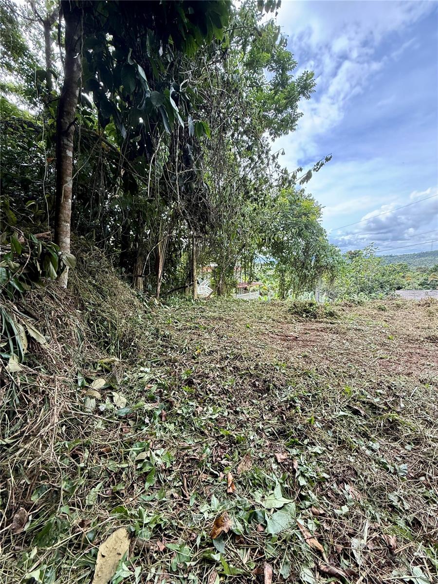 Calle Pineros Property Photo 15