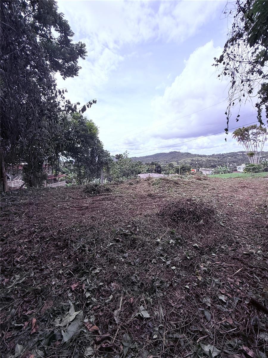 Calle Pineros Property Photo 16