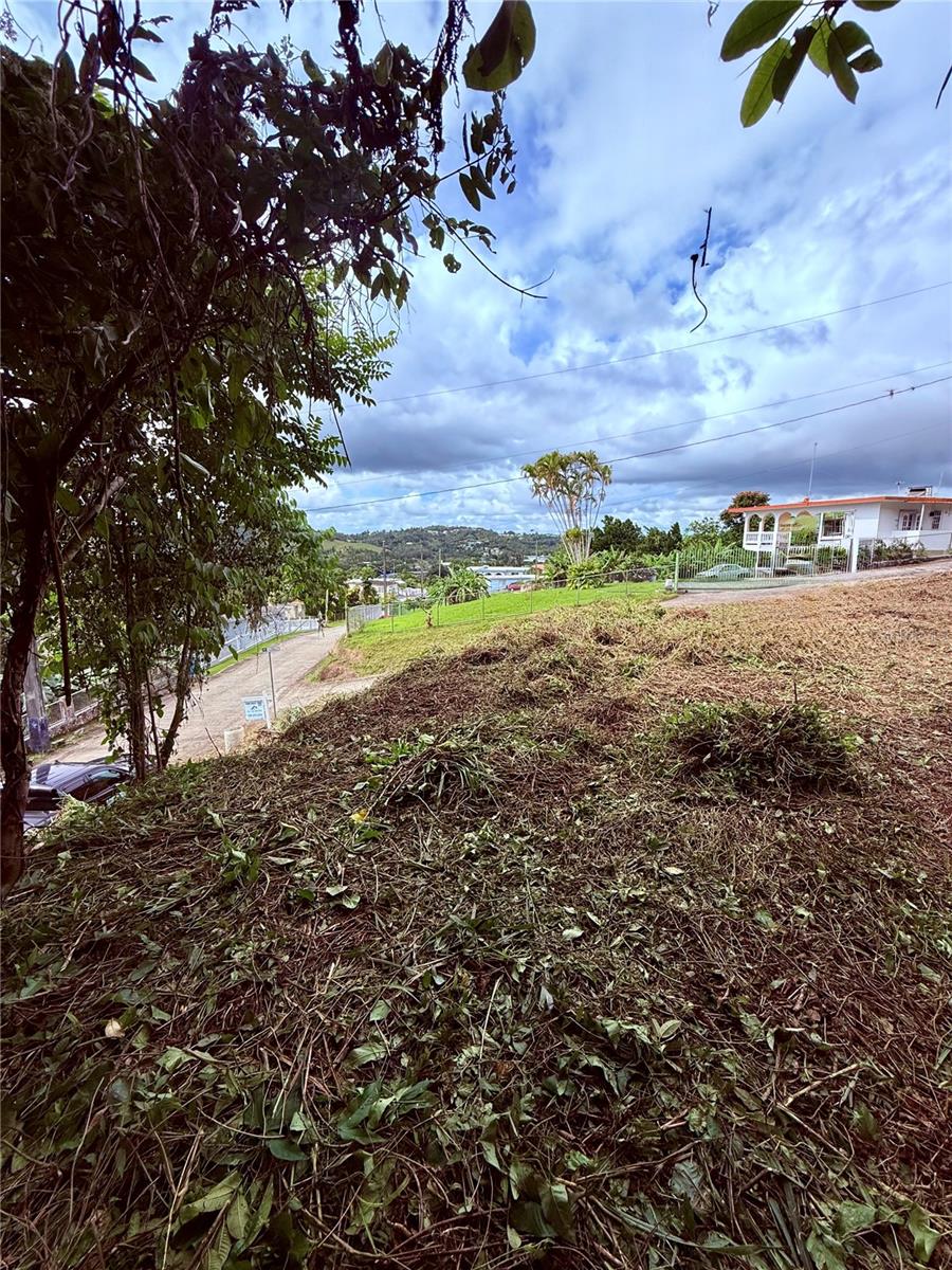 Calle Pineros Property Photo 17