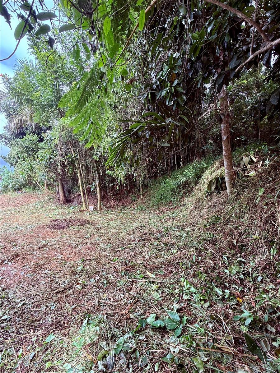 Calle Pineros Property Photo 21