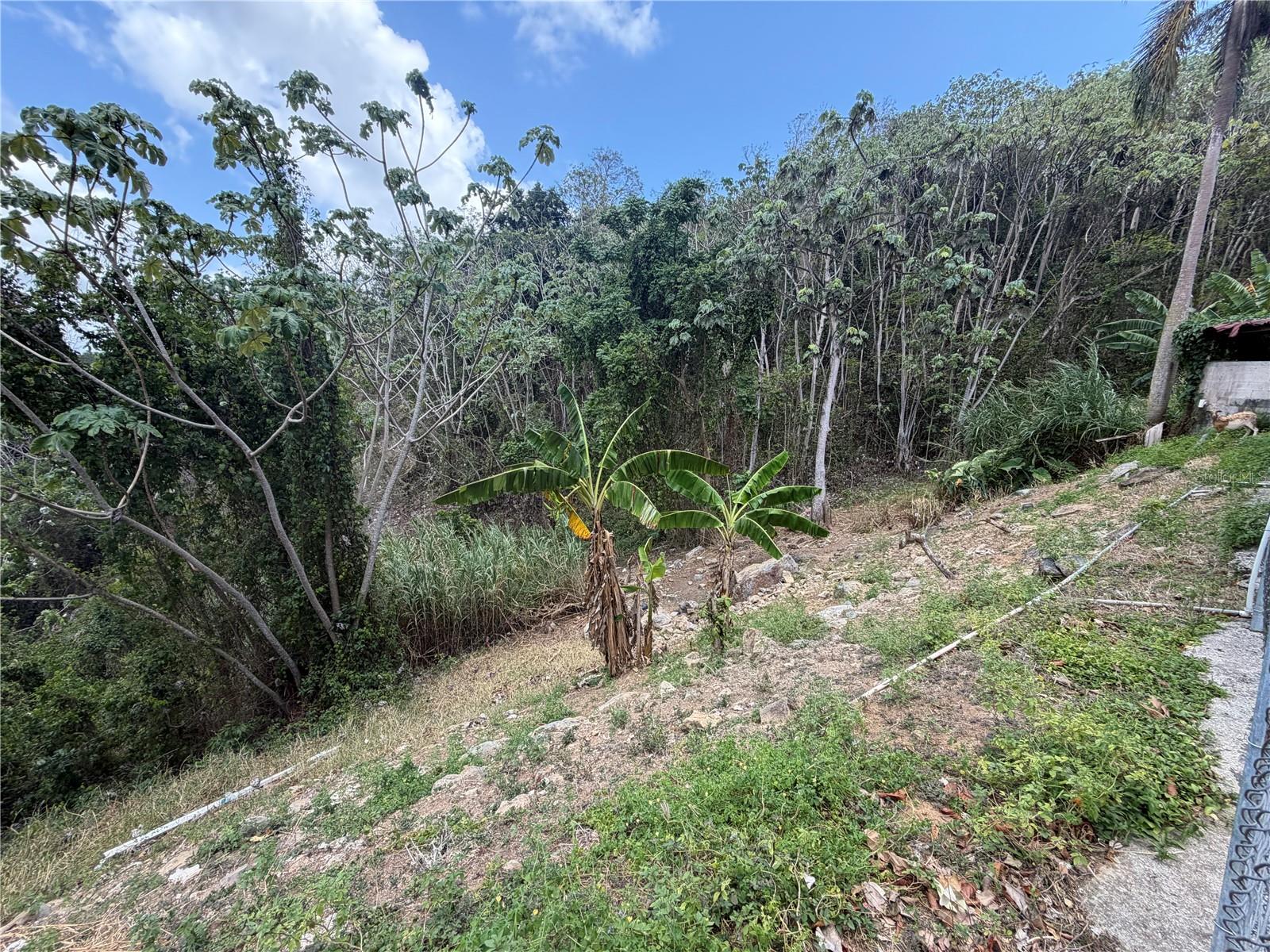 Carr 925 Km 4.9 Bo. Junquito Property Photo 17