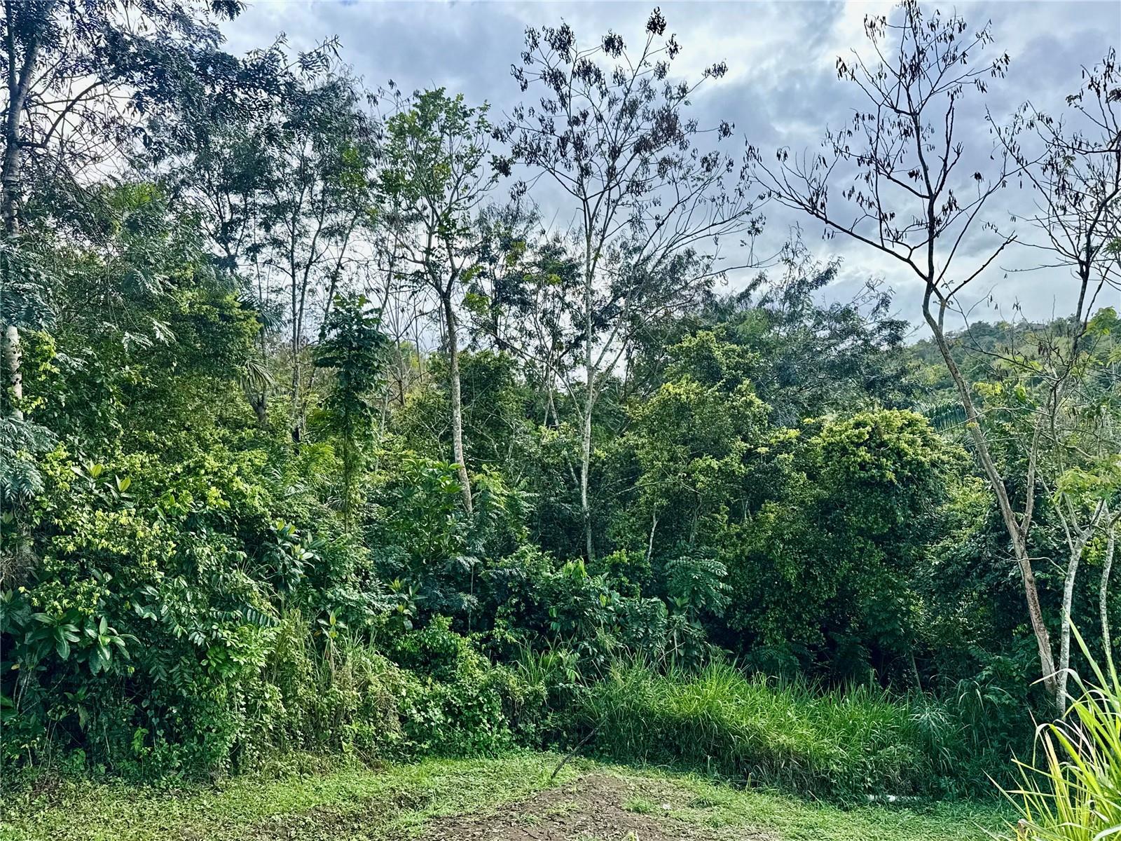 Bo Rincón Lomas Property Photo 3