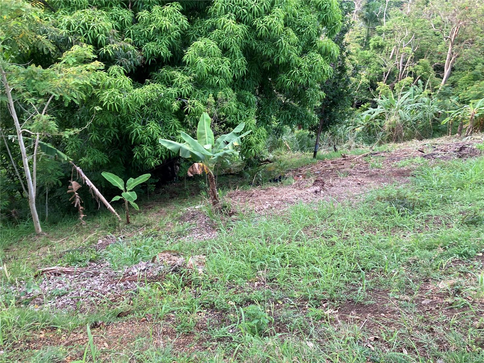 0 Bo Cruces, Carr. 115 Ramal 4414 Km Hm 2.5 Rd Property Photo 7