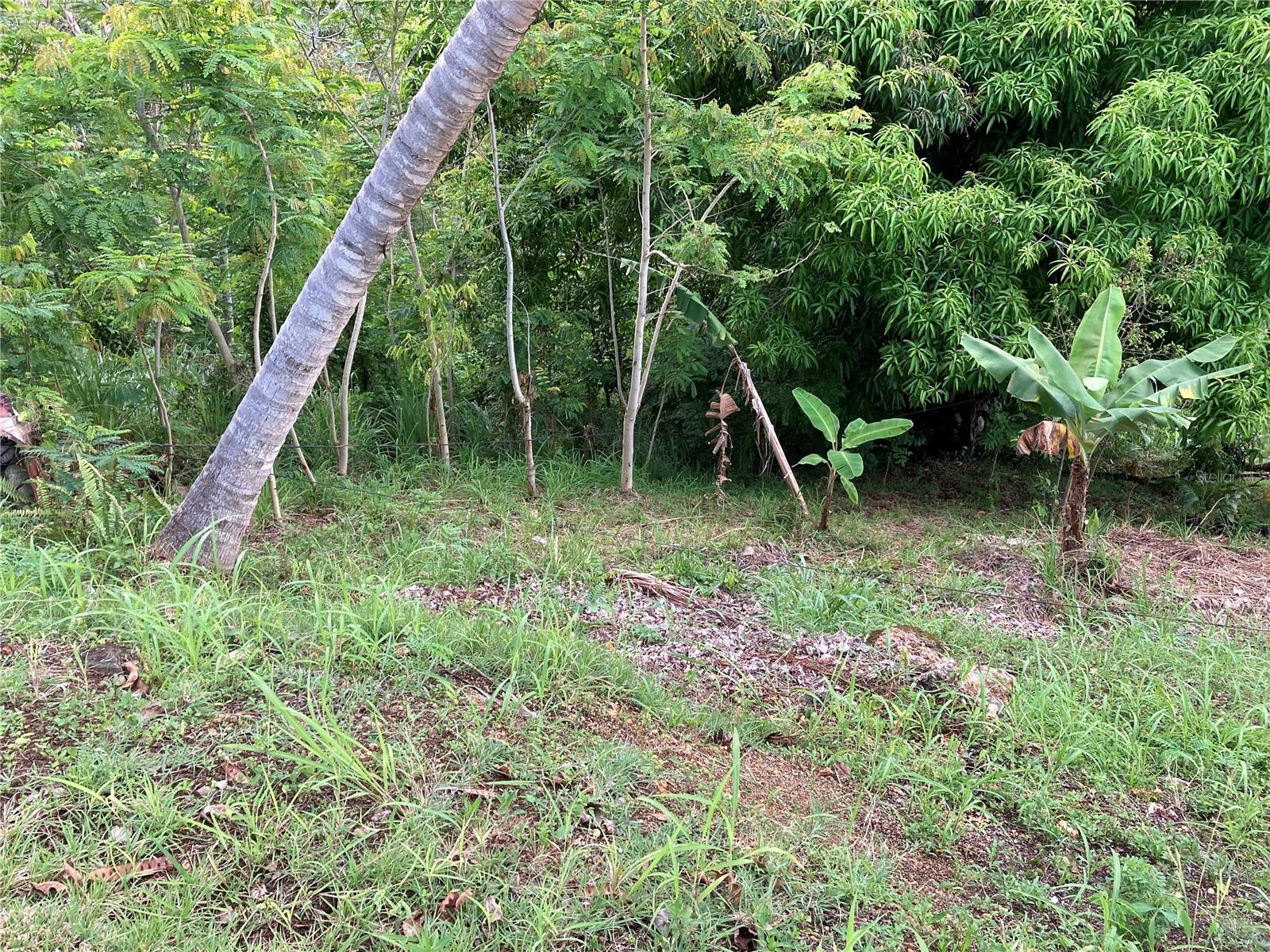 0 Bo Cruces, Carr. 115 Ramal 4414 Km Hm 2.5 Rd Property Photo 8