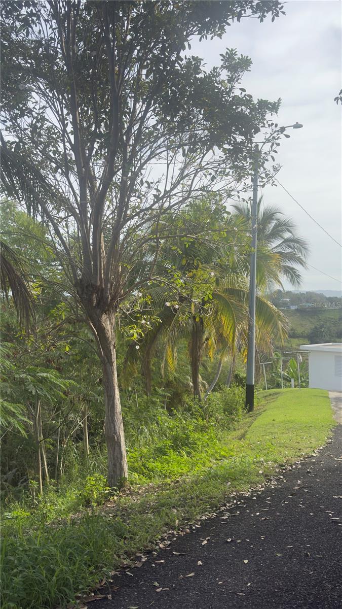 0 Rincon, Bo Cruces, Carr. 115 Ramal 4414 Km Hm 2.5 Rd Property Photo 10