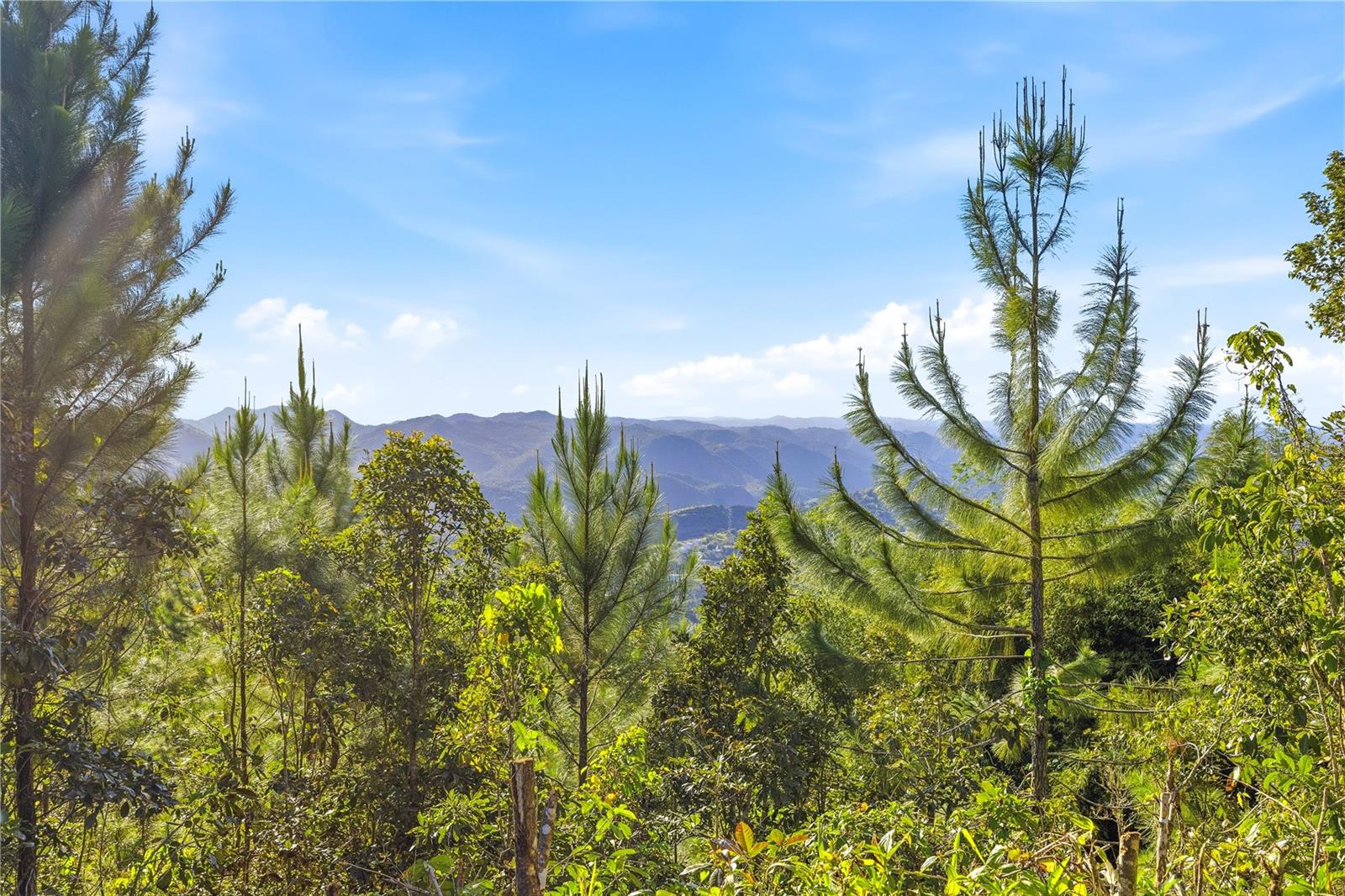 Rd15 Km20.6 Bo. Quebrada Arriba Property Photo 4
