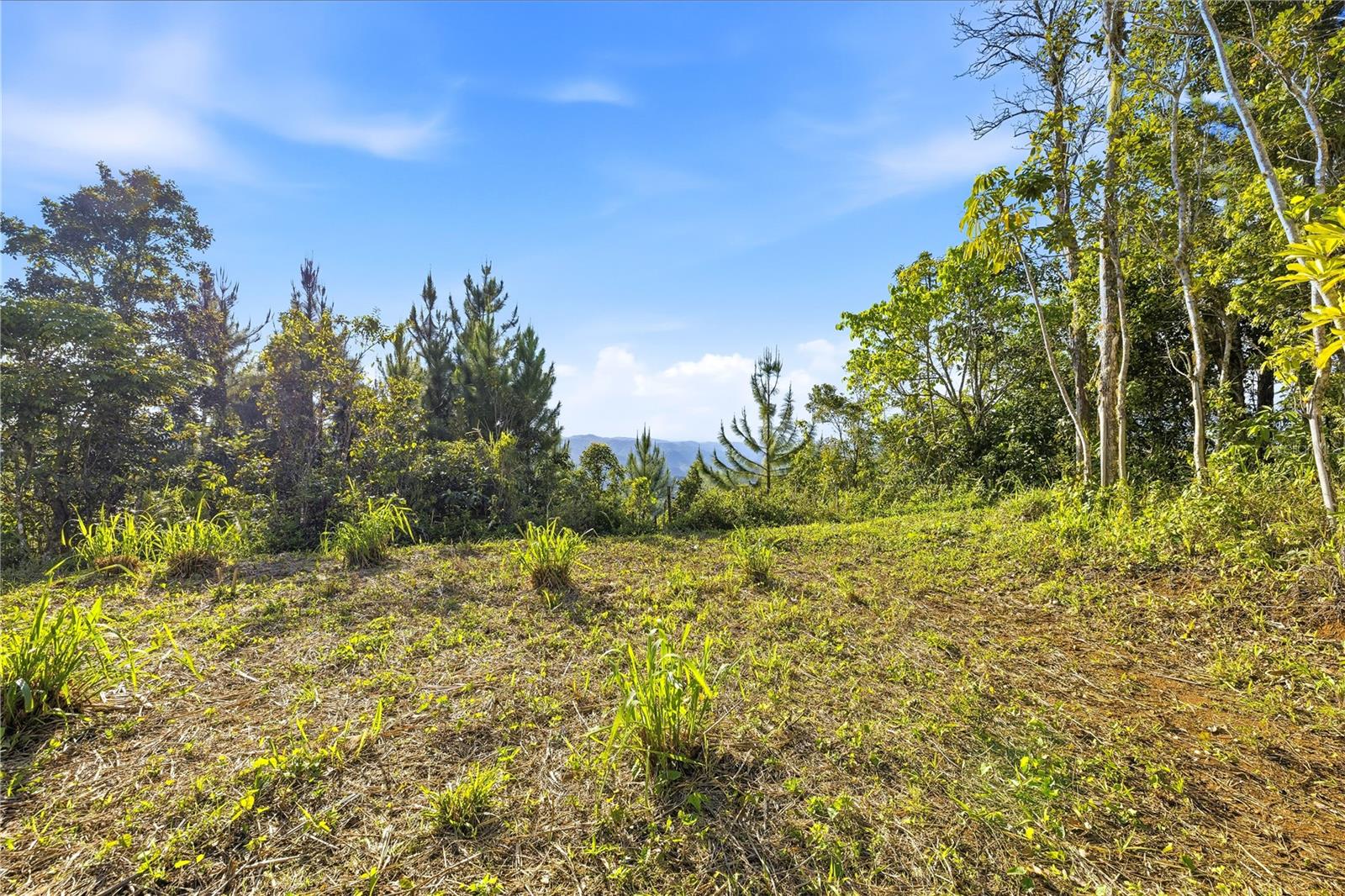 Rd15 Km20.6 Bo. Quebrada Arriba Property Photo 24