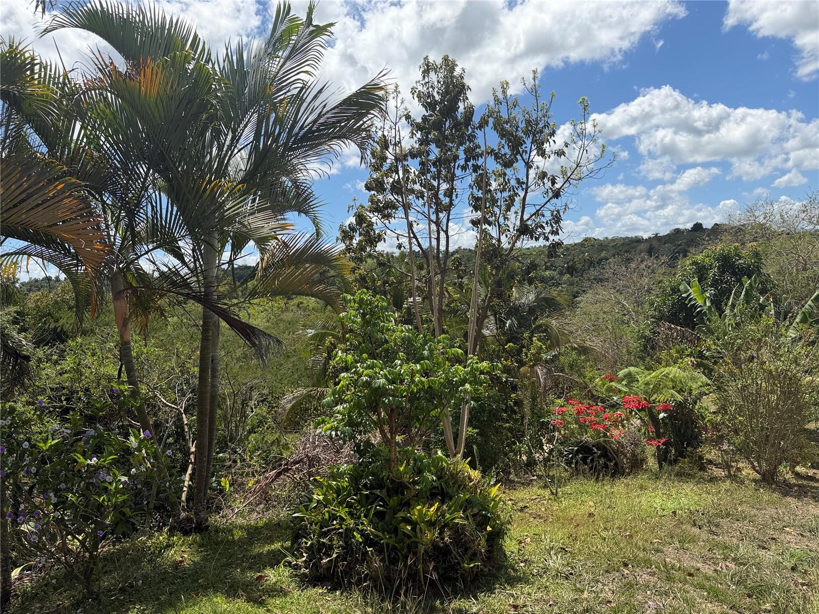 Carr. 111 Ramal 451 Km 0.2 Sect. Jimenez Bo. Eneas Property Photo 31