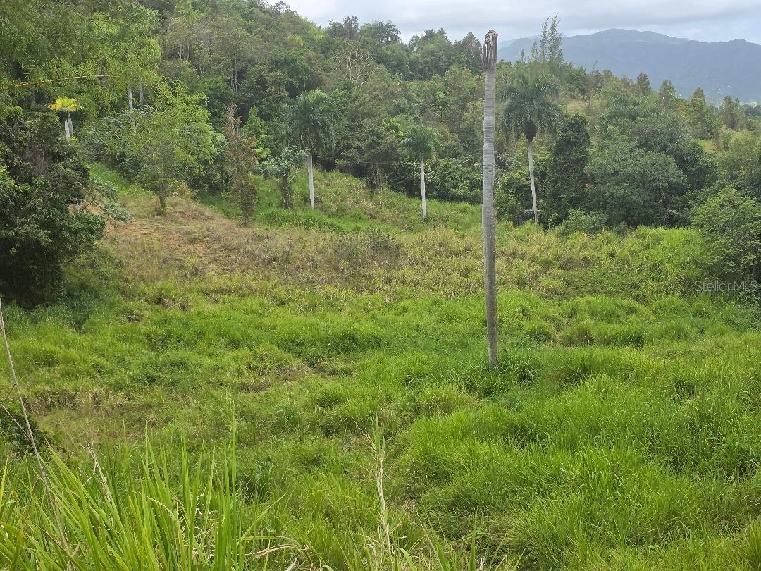Quintas De Ceiba #12 Property Photo 4