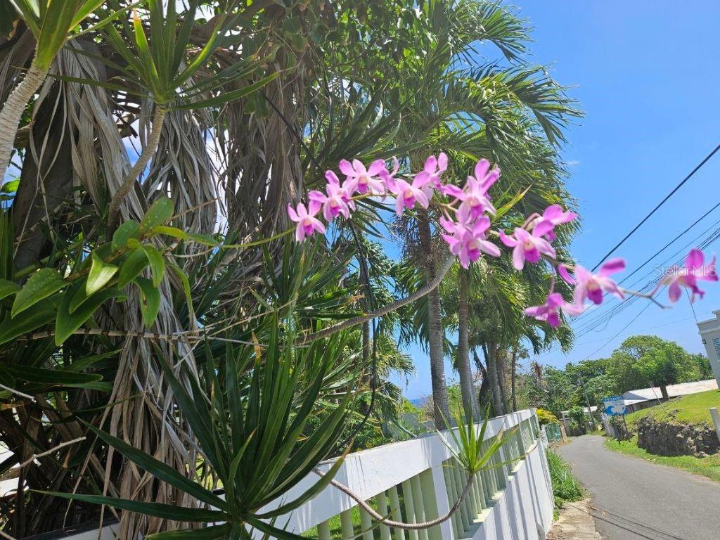 Car 2 R 485 K2 H2 Bo Memb Sector Bajura Camuy Property Photo 2