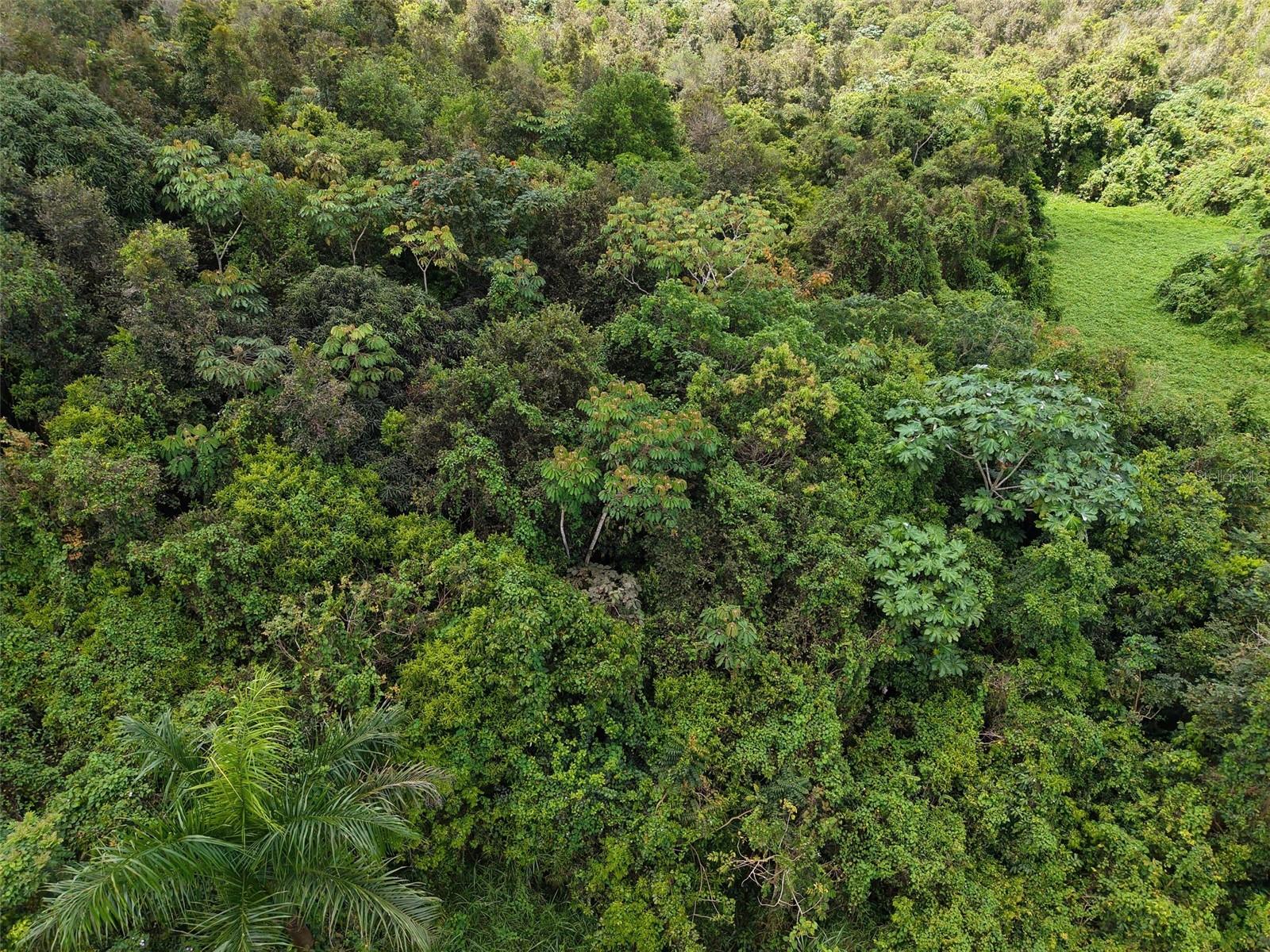 Pr 7718 Km 3.6 Pasto Ward Property Photo 6