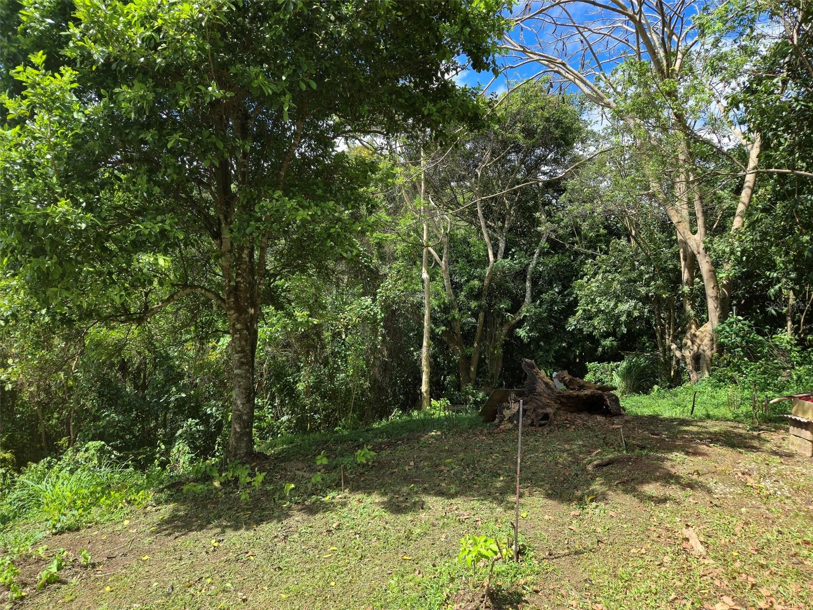 Pr 770 Km 5.5 Cañabón Ward Property Photo 52