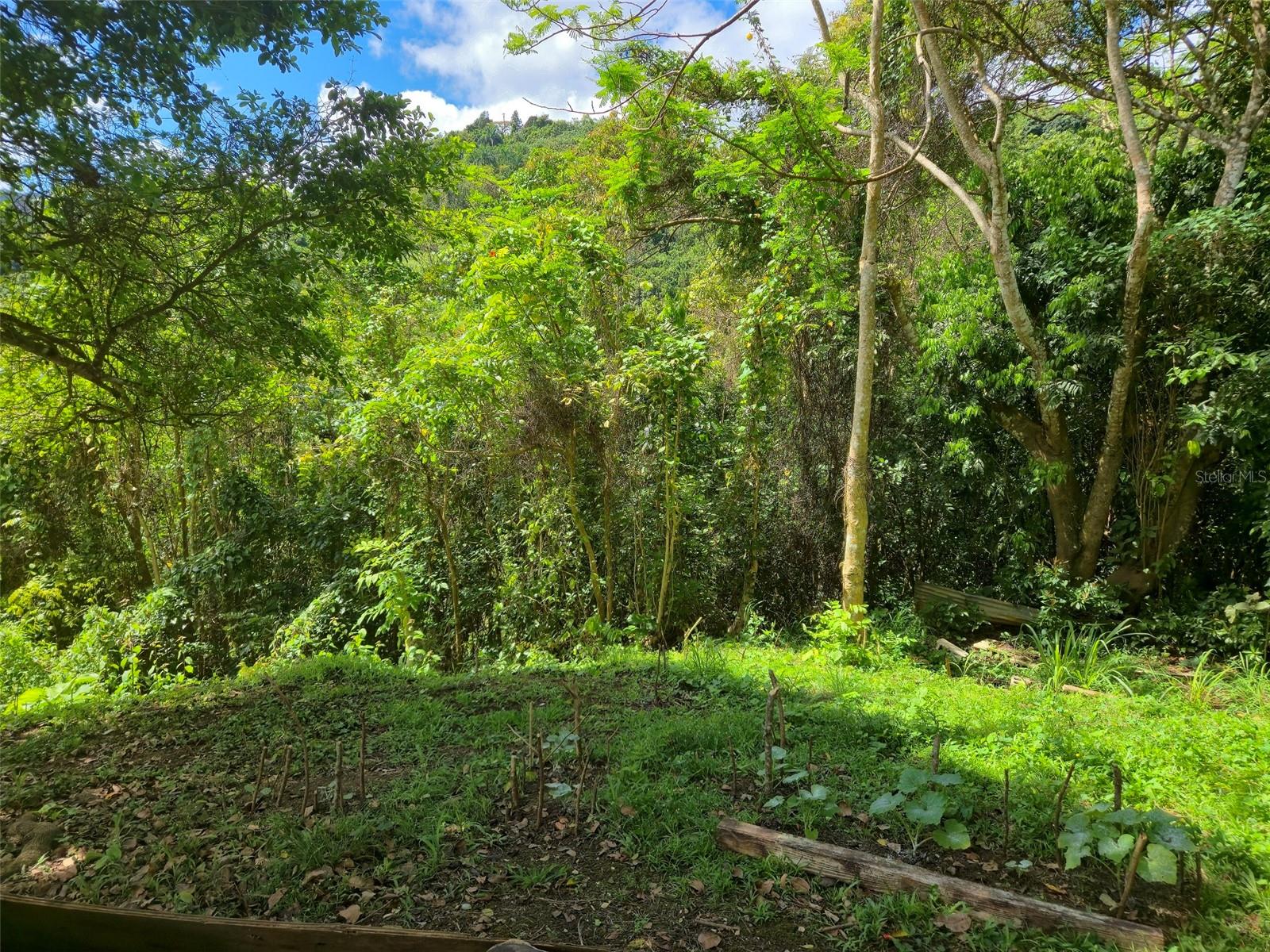 Pr 770 Km 5.5 Cañabón Ward Property Photo 53