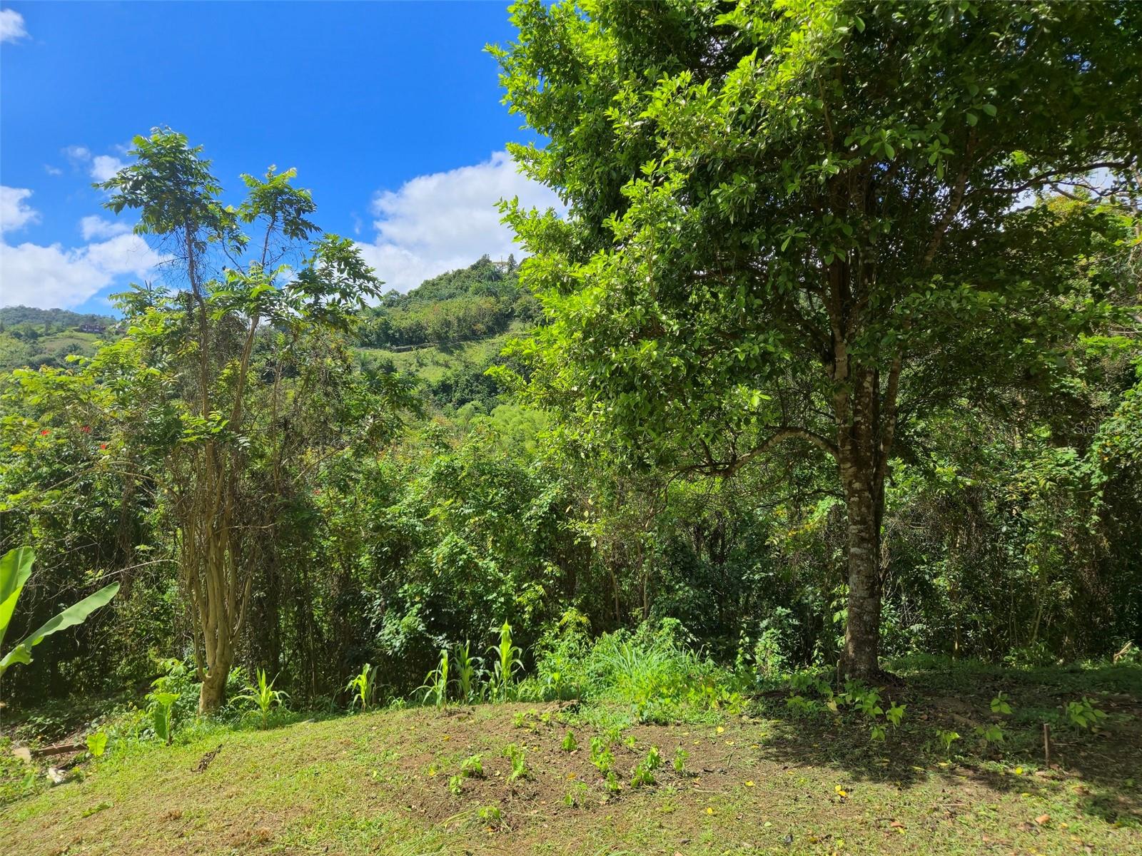 Pr 770 Km 5.5 Cañabón Ward Property Photo 54