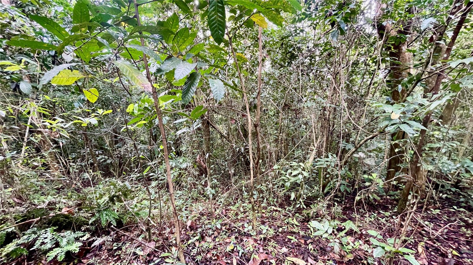 718 Bo. Pasto Rd Property Photo 3