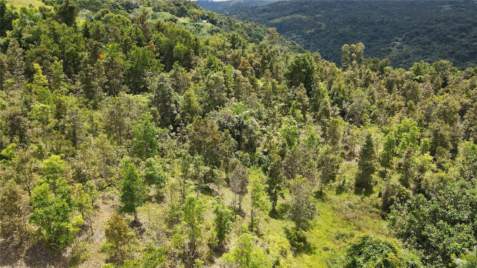 185 Km. 5.8 Bo Campo Rico Sector Peniel Property Photo 6