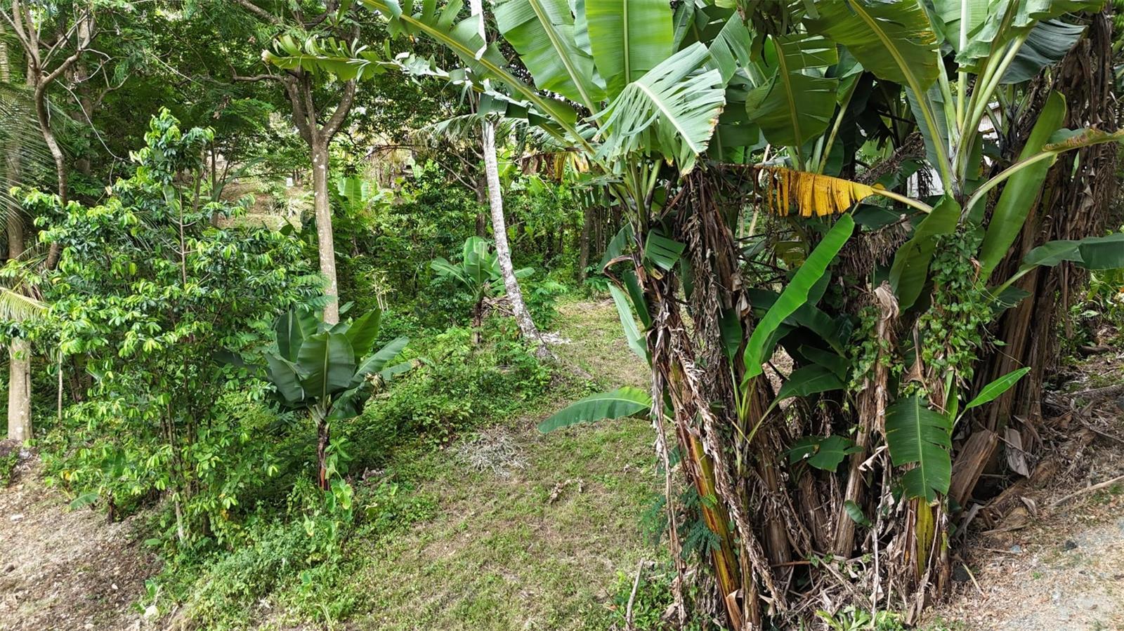 Cain Alto. Bo. Hoconuco Alto Property Photo 4