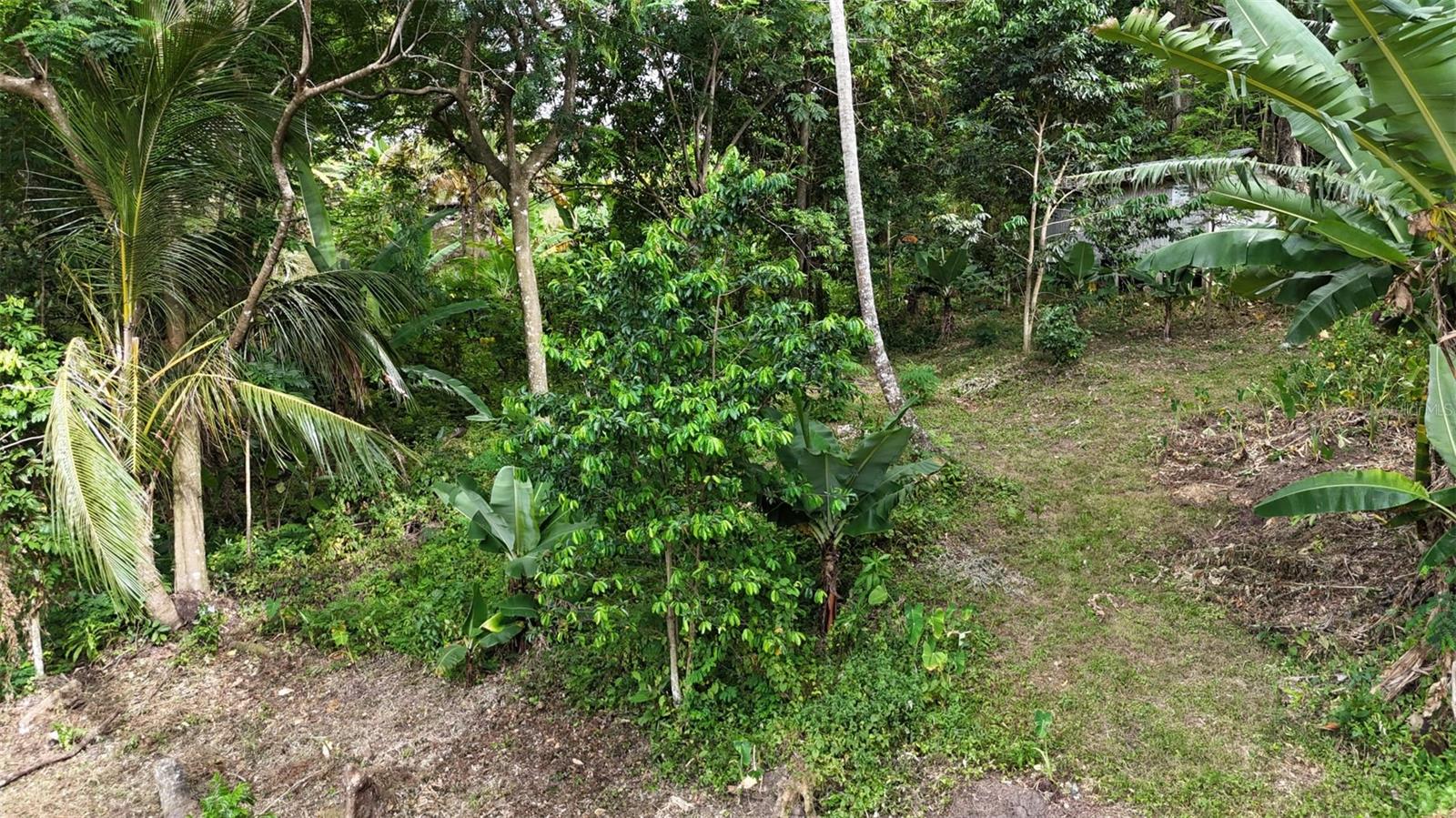Cain Alto. Bo. Hoconuco Alto Property Photo 5