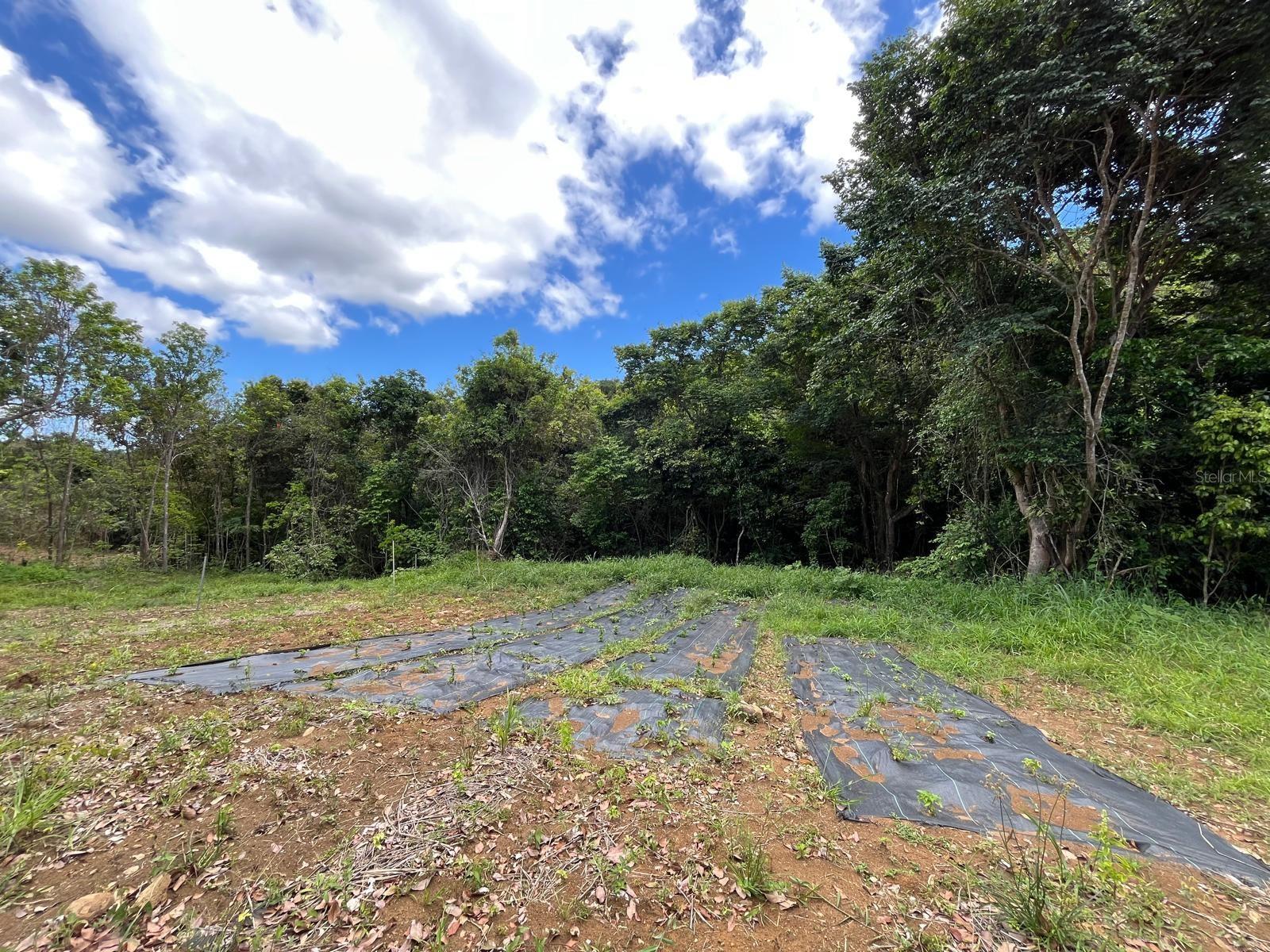 Lot 5 Km 2.5 Carretera 856 Property Photo 1