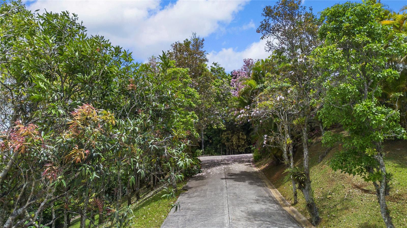 Pr-184 Guavate Property Photo 31