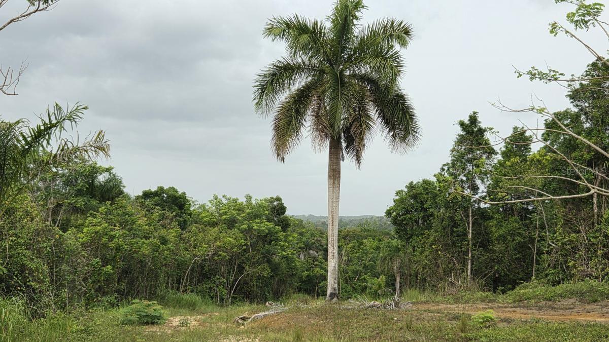 Pr 669 Km 0.3 Int Pr 828 Property Photo 6