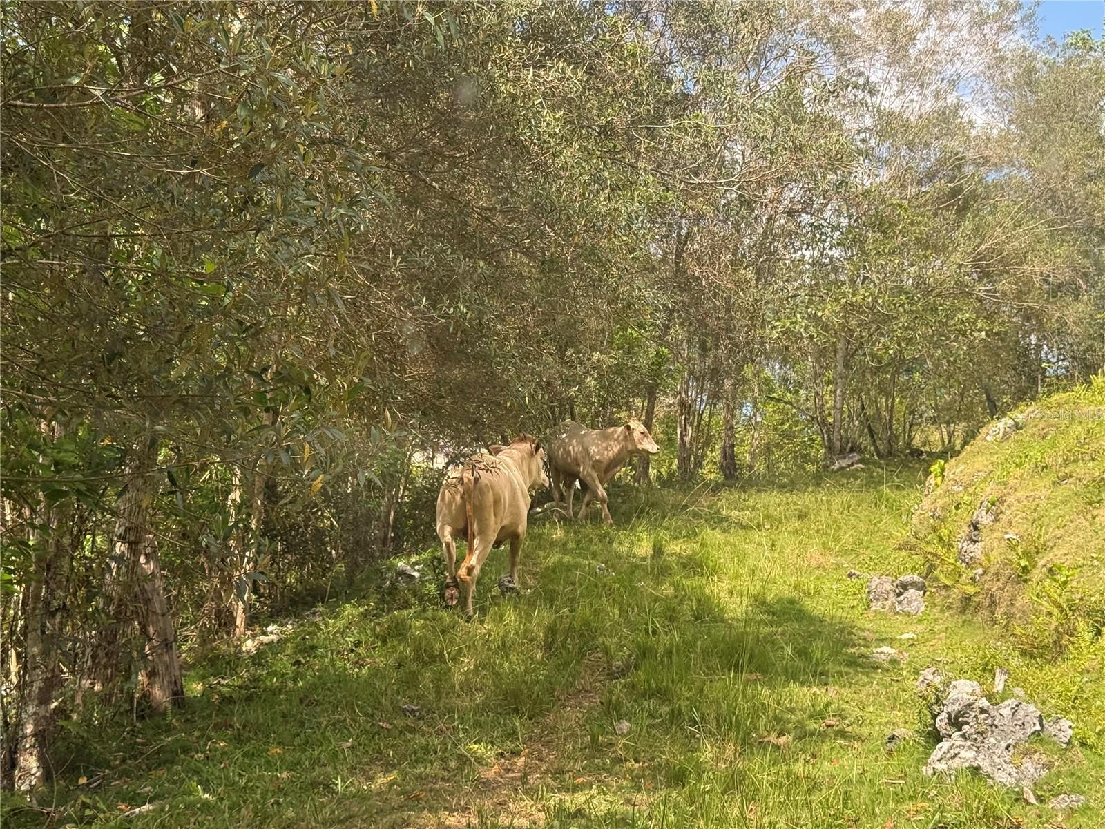 Pr 6684 Buena Vista Km Hm 2.5 Property Photo 3
