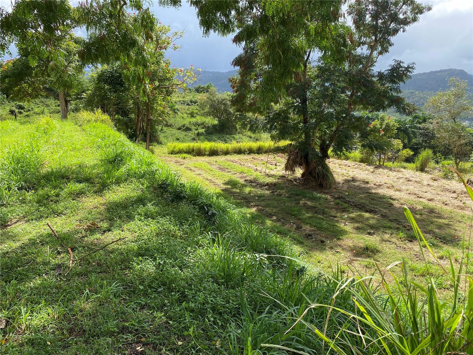 Quebrada Grande Property Photo 3