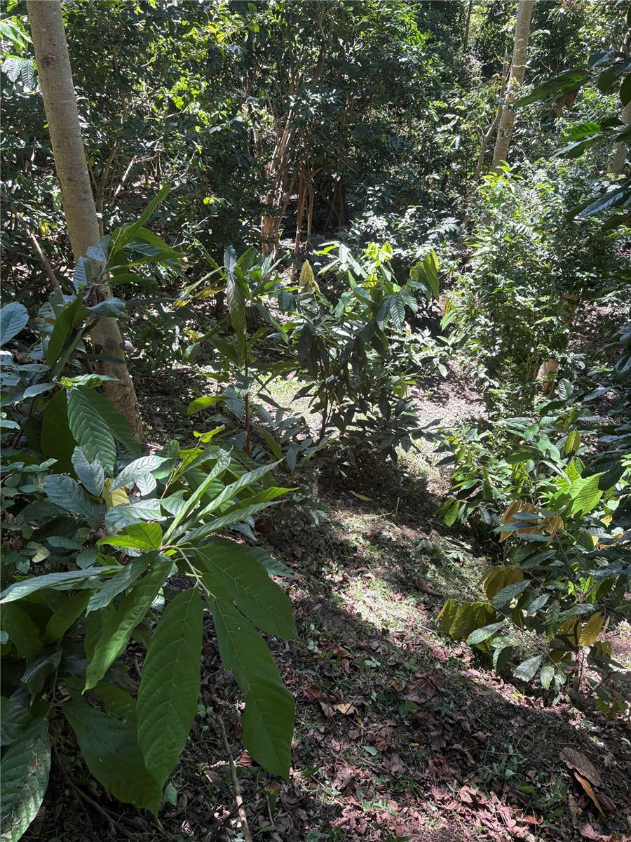 Quebrada Grande Property Photo 12