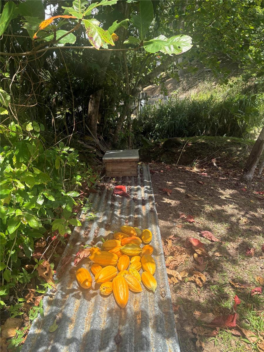Quebrada Grande Property Photo 20