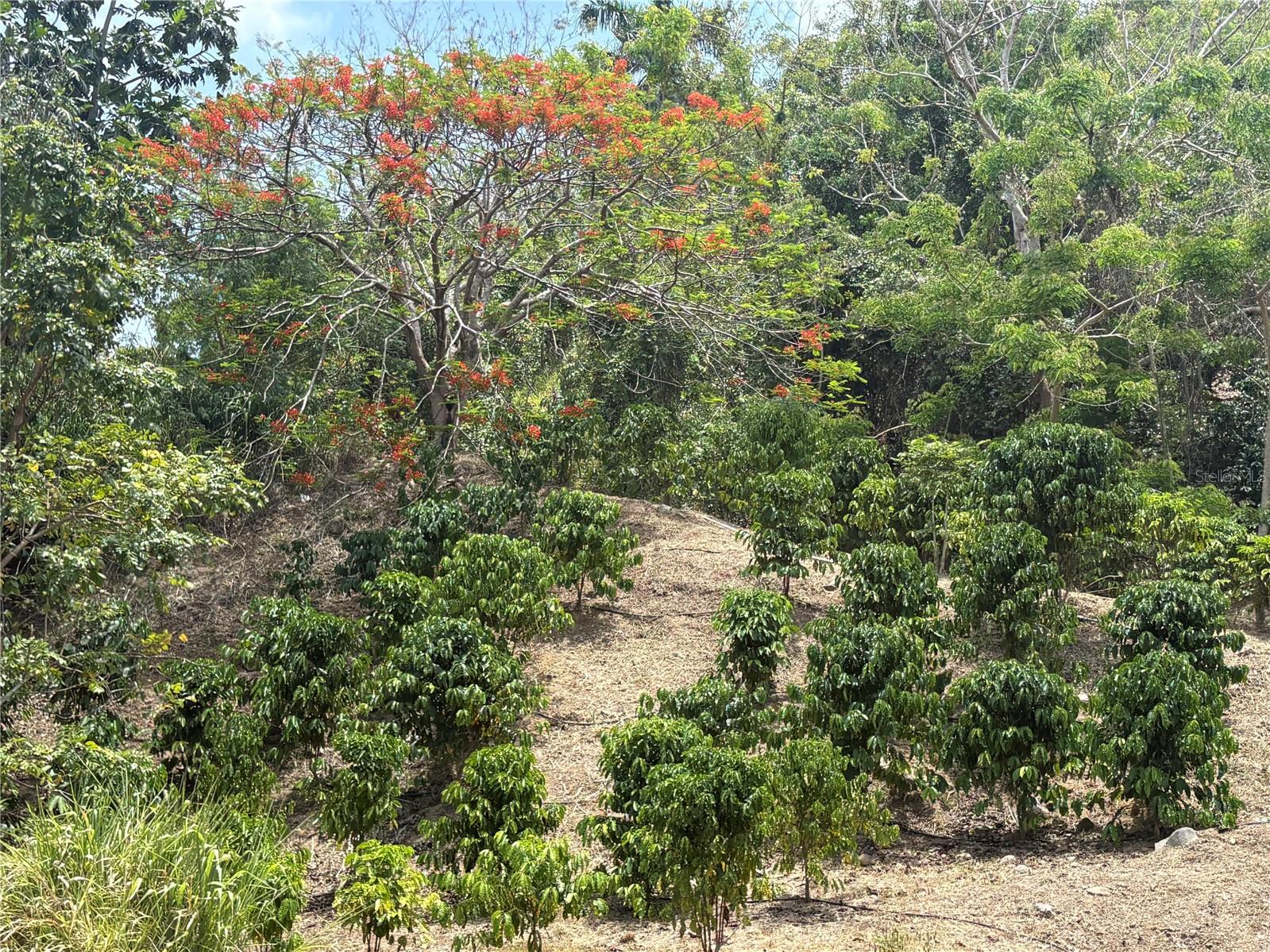 Quebrada Grande Property Photo 21