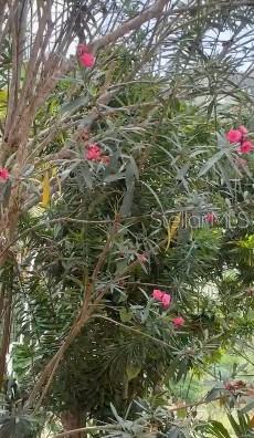 770 Route #km 2.9 Property Photo 24