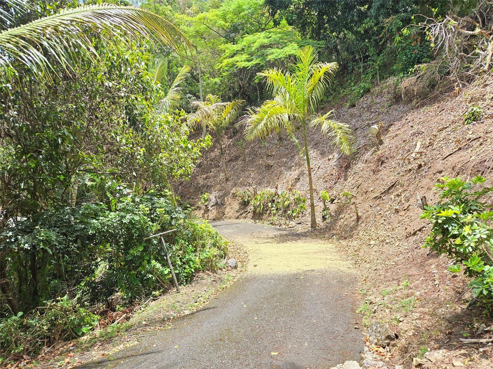 Pr 156 Km. 23.9 Rio Hondo Ward Property Photo 3