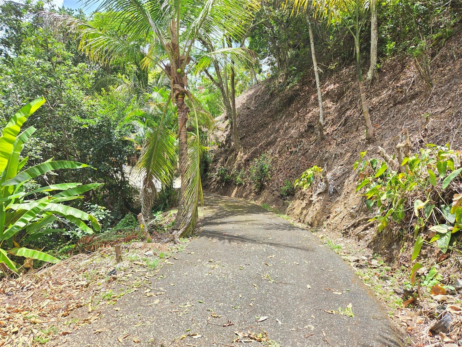 Pr 156 Km. 23.9 Rio Hondo Ward Property Photo 4