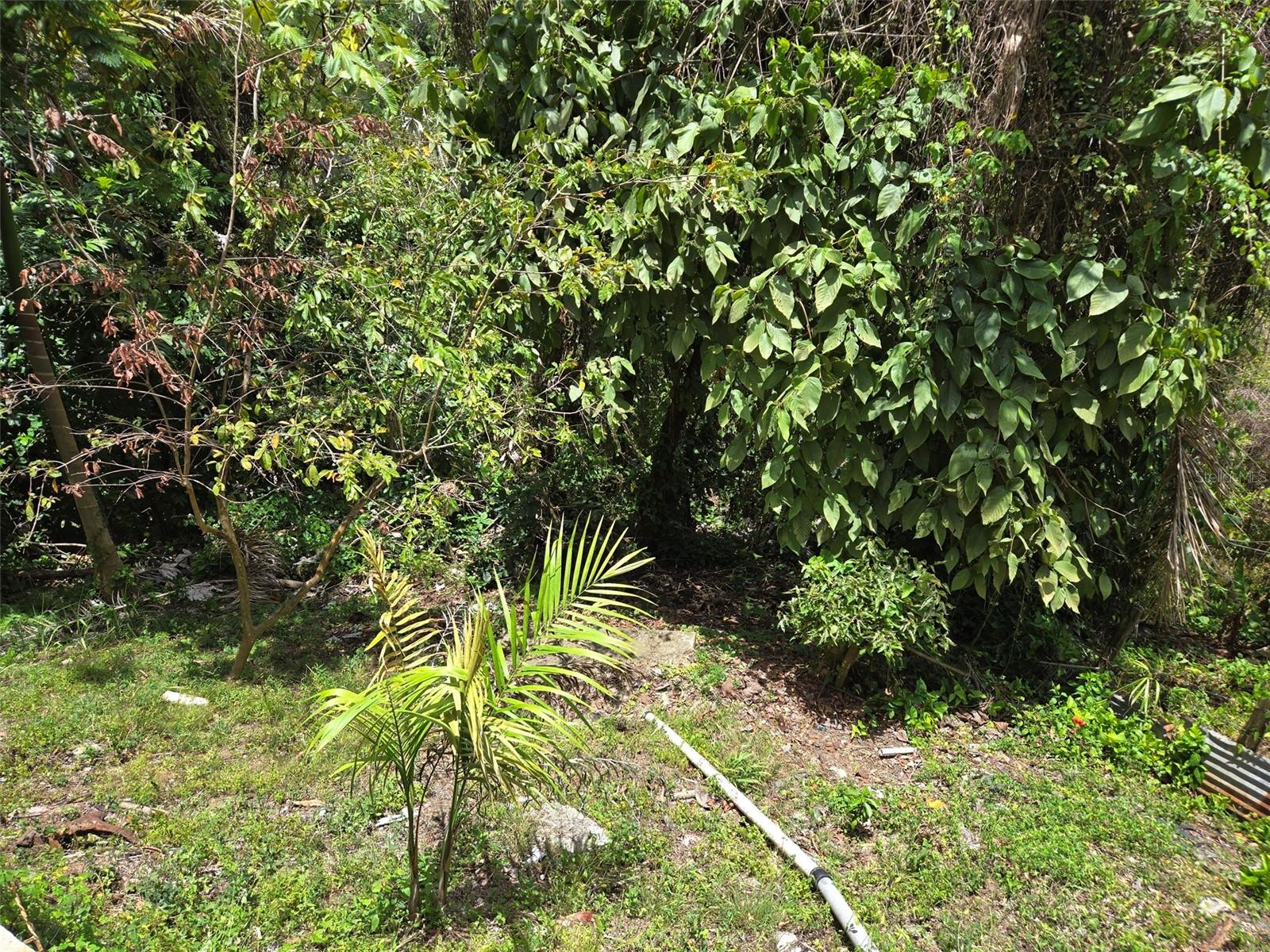 Pr 156 Km. 23.9 Rio Hondo Ward Property Photo 44
