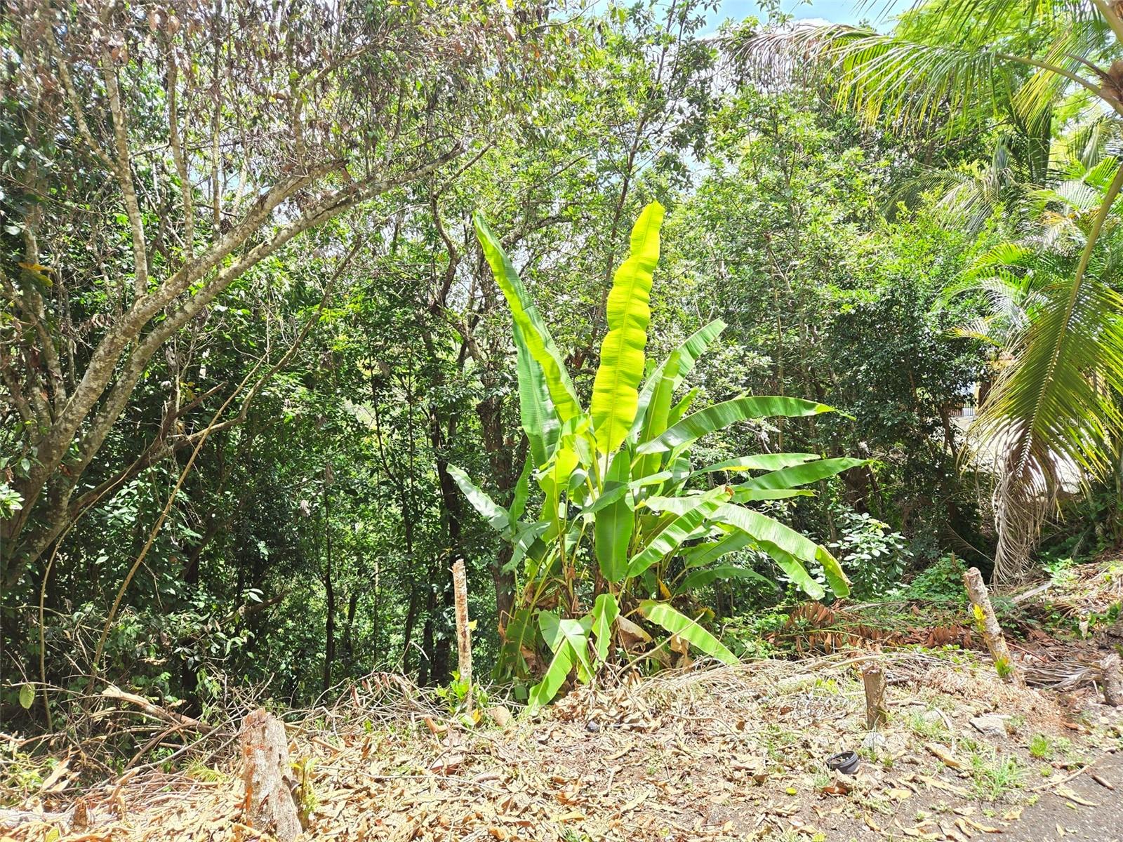 Pr 156 Km. 23.9 Rio Hondo Ward Property Photo 45