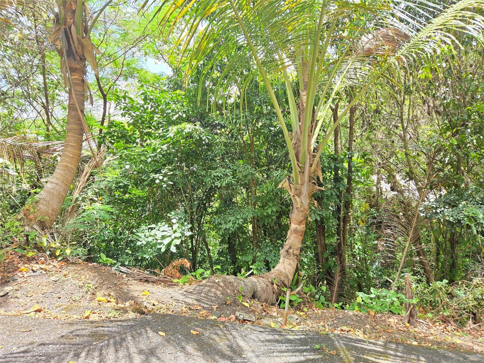 Pr 156 Km. 23.9 Rio Hondo Ward Property Photo 46