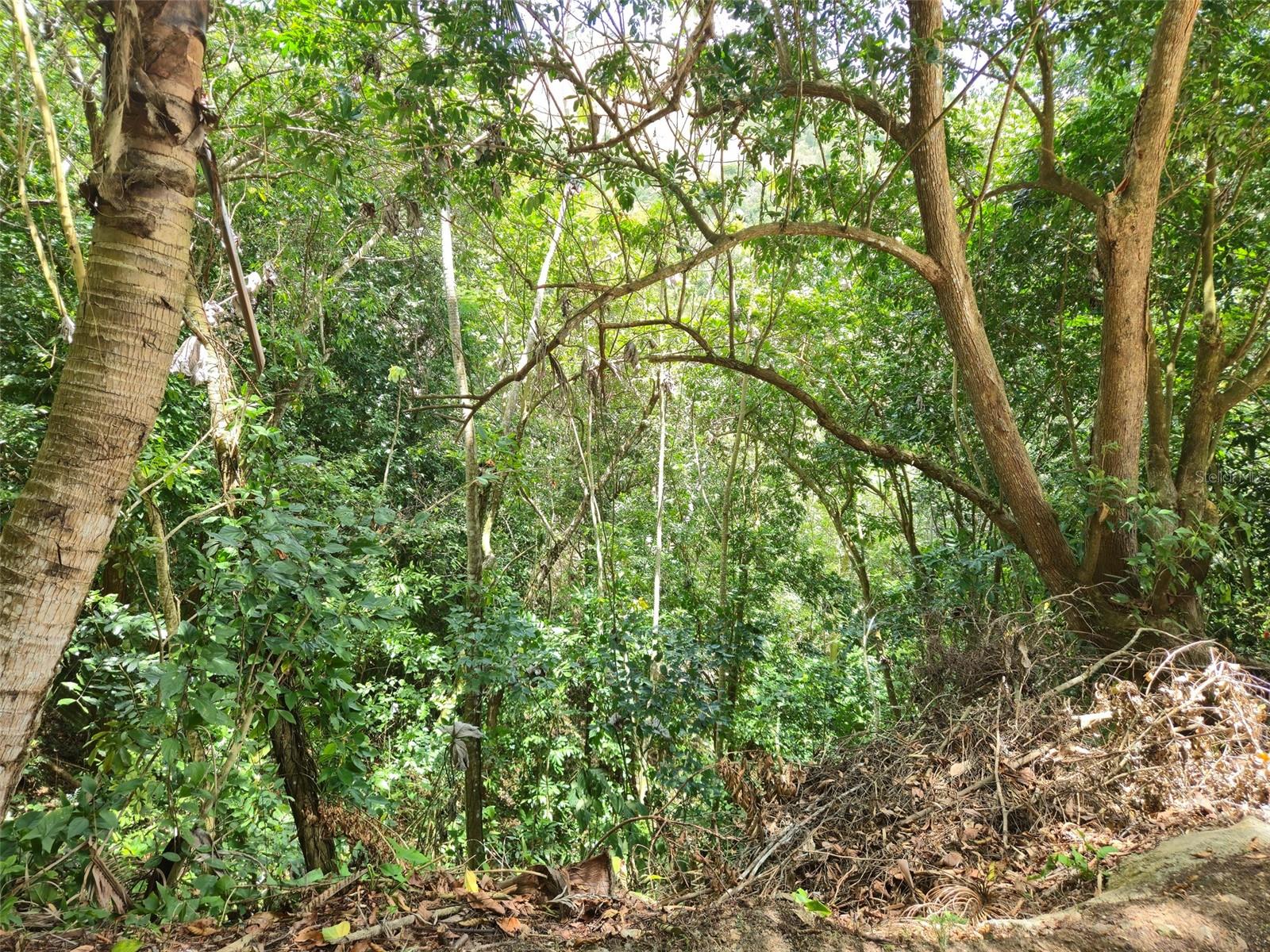 Pr 156 Km. 23.9 Rio Hondo Ward Property Photo 47