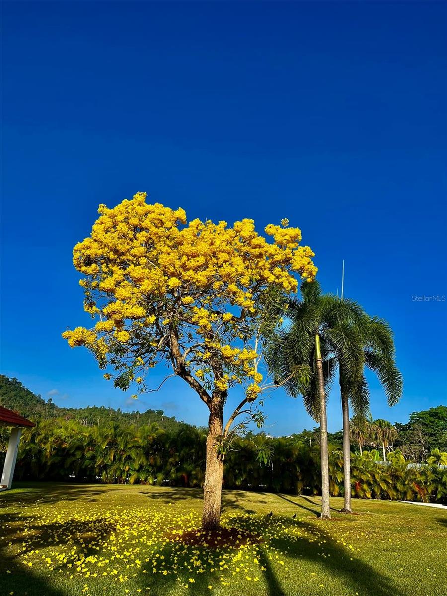 Lerida Mansiones De Ciudad Jardin Property Photo 39