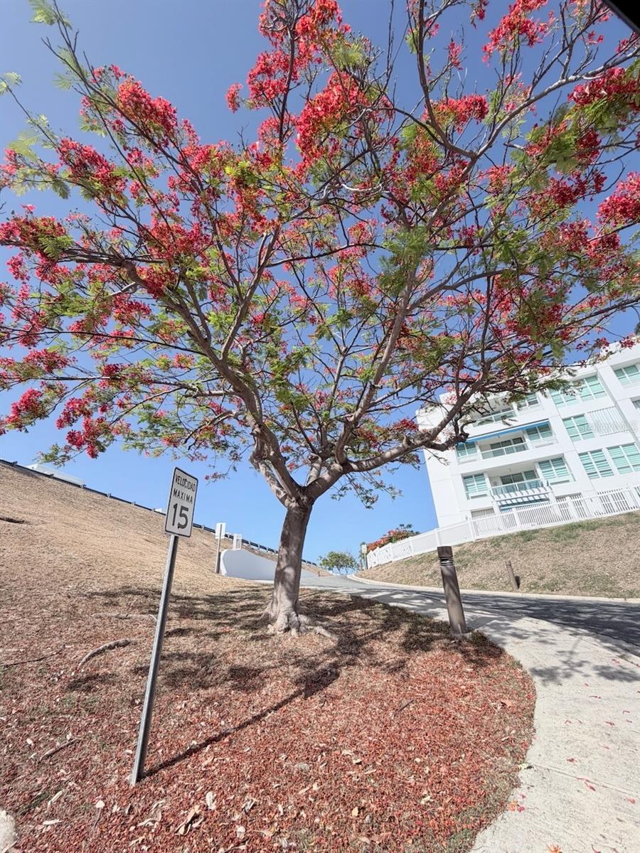 9987 The Ocean Club At Seven Seas #ec 202 Property Photo 28