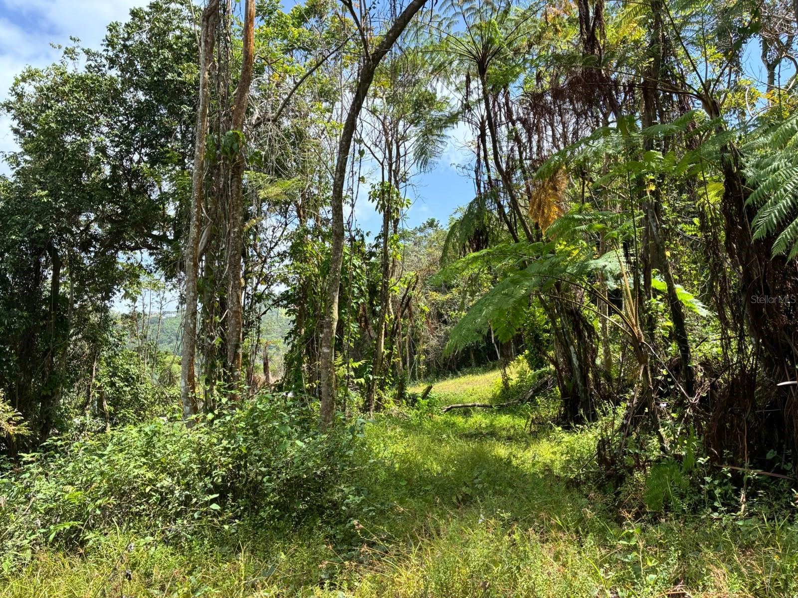 Barrio Cubuy Property Photo 22