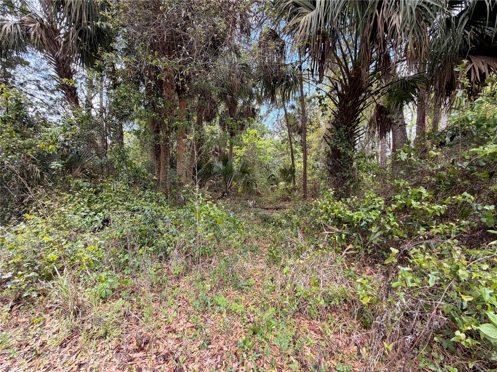 County Road 445a Property Photo 4