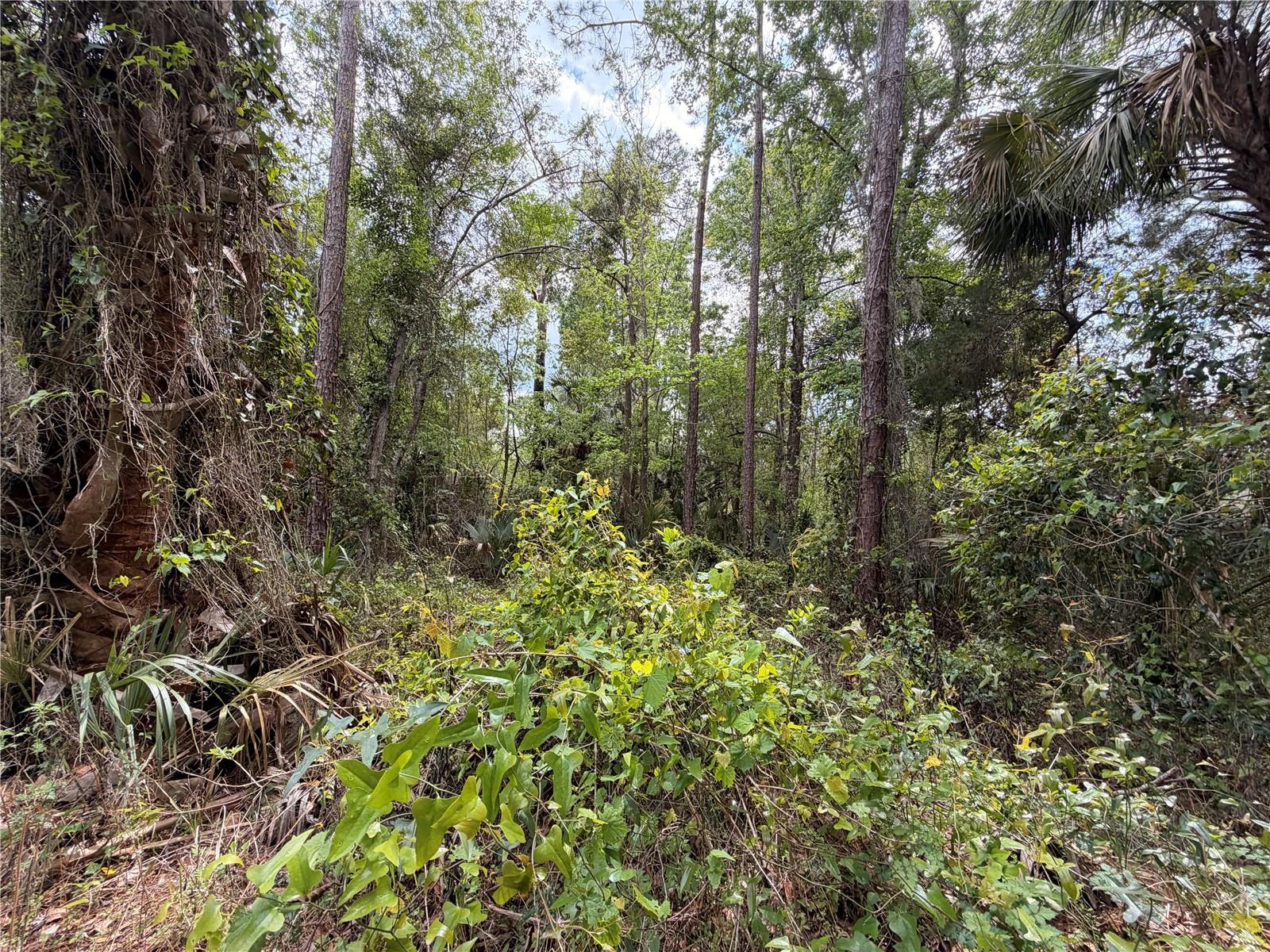 County Road 445a Property Photo 5