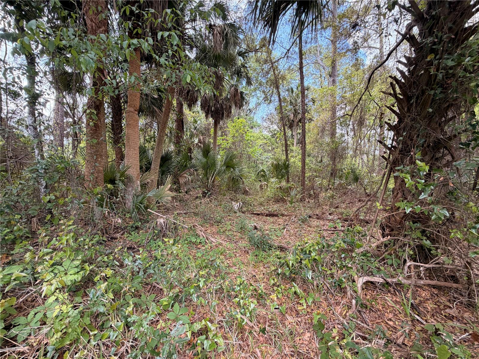 County Road 445a Property Photo 6